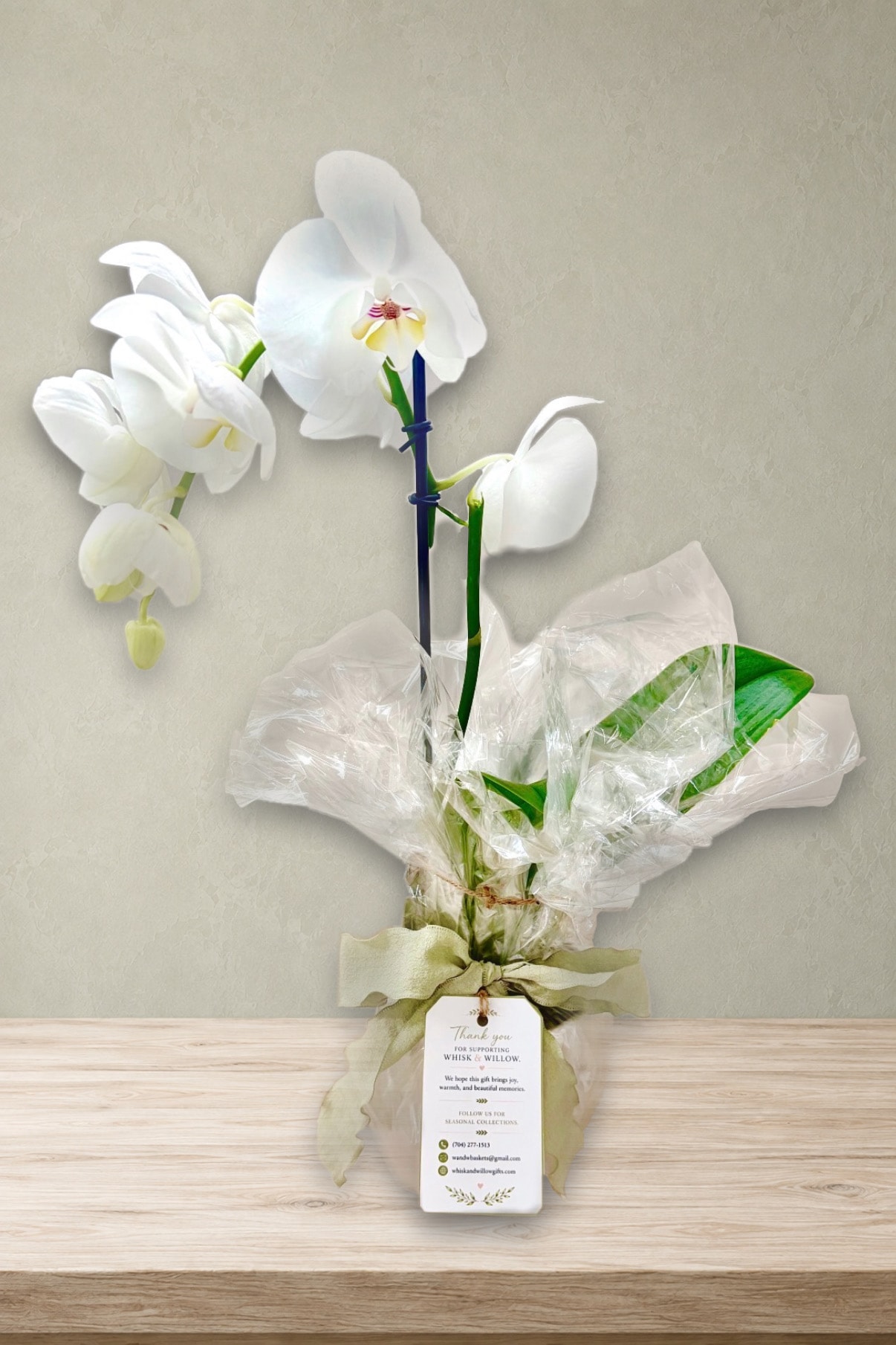 Timeless Orchid — Phalaenopsis orchid gift